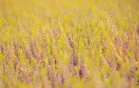 Calluna vulgaris Gardengirls® Calluna vulgaris Gardengirls®