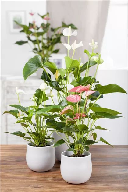 bonsai saatgut Kaufen Sie lila Glyzinien-Bonsai-Samen zum Pflanzen Elegante mehrjhrige  Blten  Pure Asia Seeds