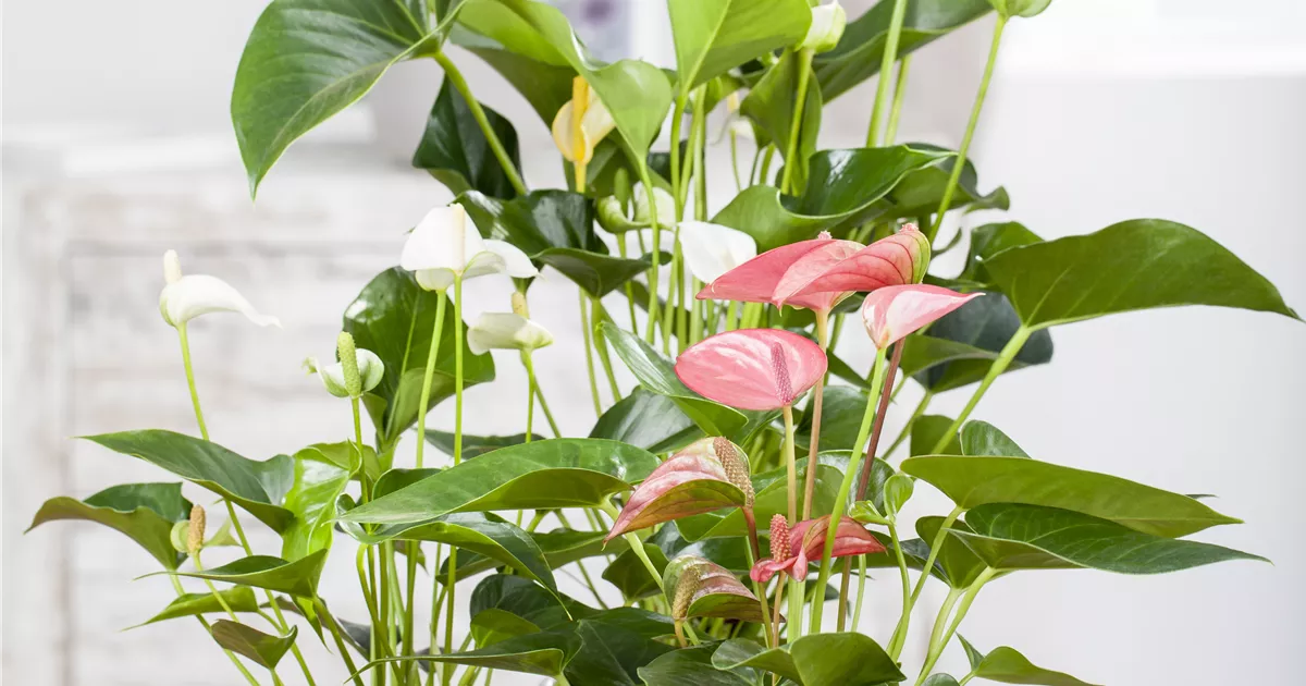 Anthurium x andreanum