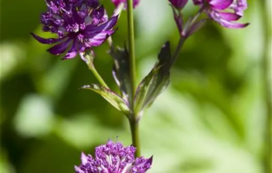 Astrantia major