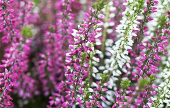 Calluna vulgaris Twingirls® Calluna vulgaris Twingirls®