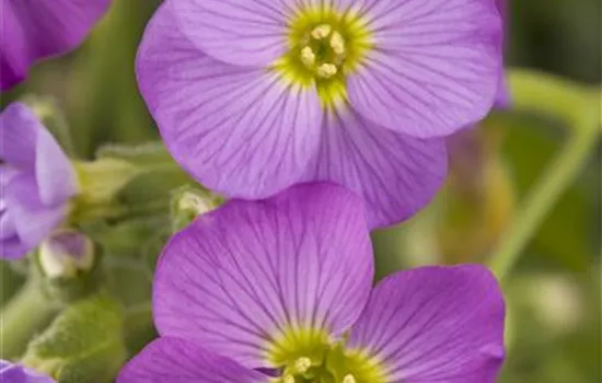 Aubrieta x cultorum Aubrieta x cultorum