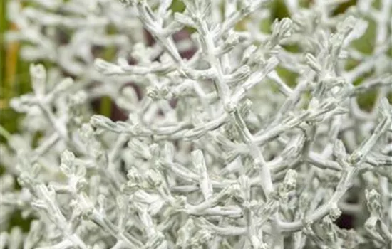 Calocephalus brownii Calocephalus brownii