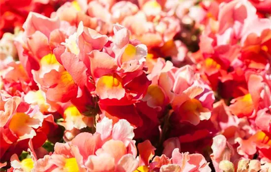 Antirrhinum majus, rot Antirrhinum majus, rot