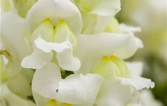 Antirrhinum majus, weiß Antirrhinum majus, weiß