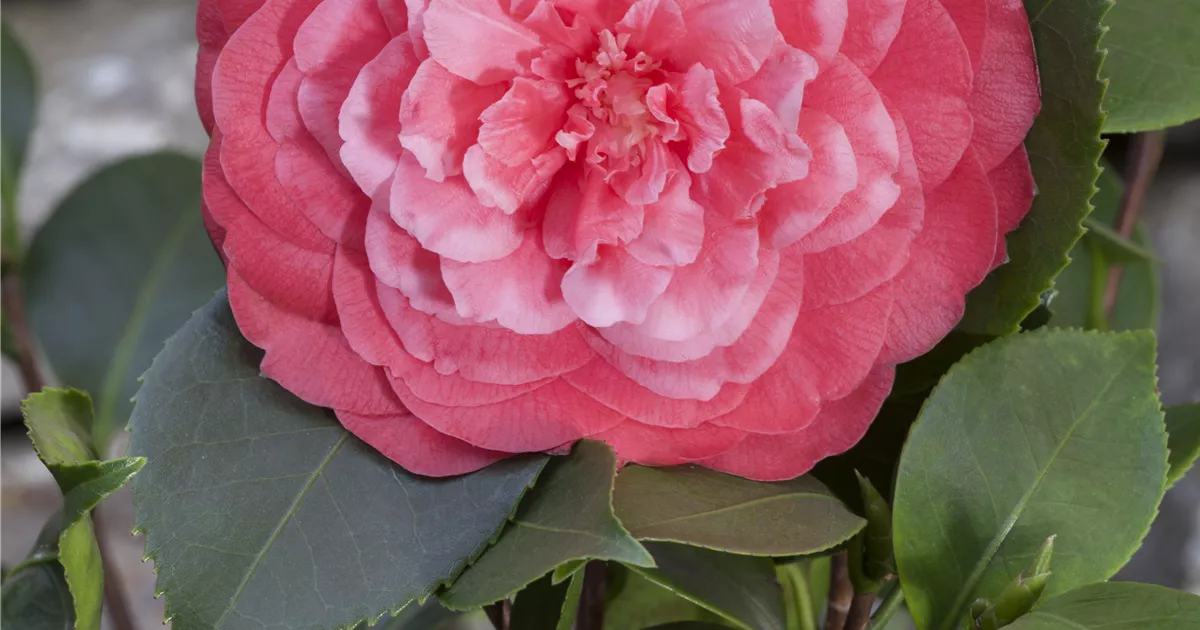 Camellia japonica