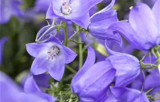 Campanula 'Mary Mee'® Campanula 'Mary Mee'®