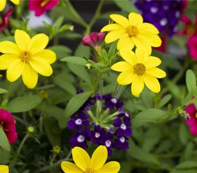 Beetpflanzen 'Trixi'®