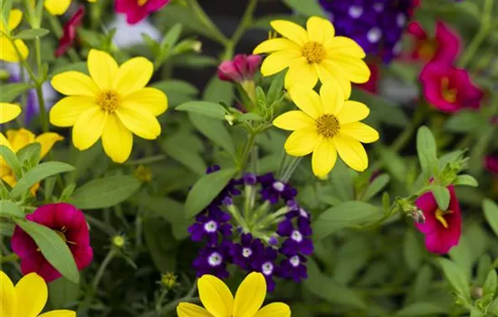 Beetpflanzen 'Trixi'® Beetpflanzen 'Trixi'®