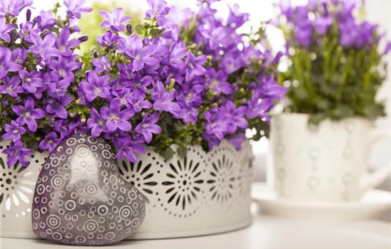 Campanula portenschlagiana Campanula portenschlagiana