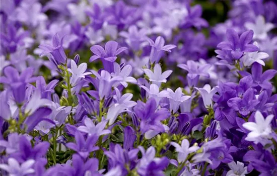 Campanula portenschlagiana 'Get Mee'® Campanula portenschlagiana 'Get Mee'®