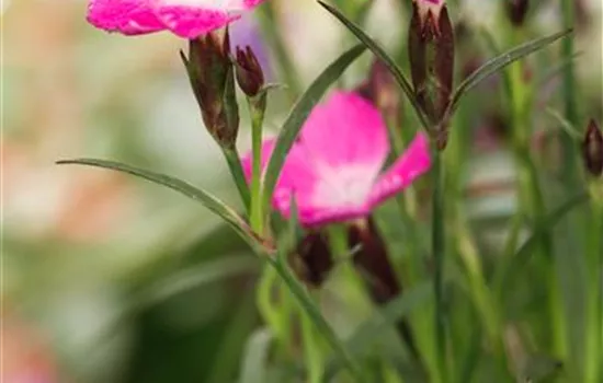 Dianthus 'Kahori'® Dianthus 'Kahori'®