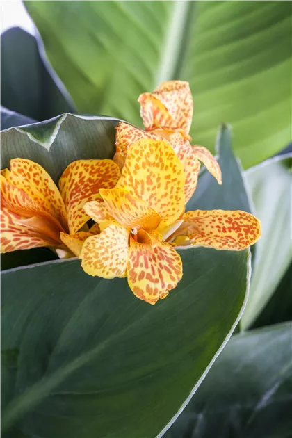 Canna indica