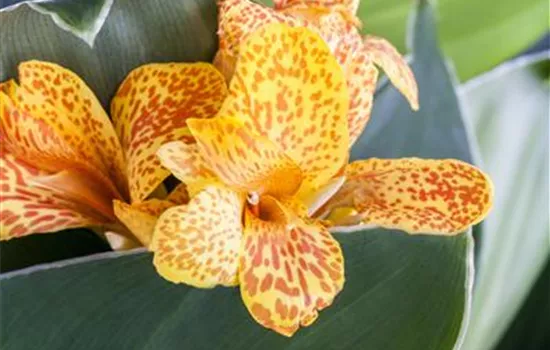 Canna indica Canna indica