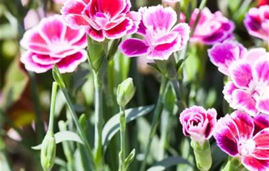 Dianthus 'Pink Kisses'® Dianthus 'Pink Kisses'®