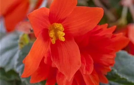Begonia x tuberhybrida Begonia x tuberhybrida