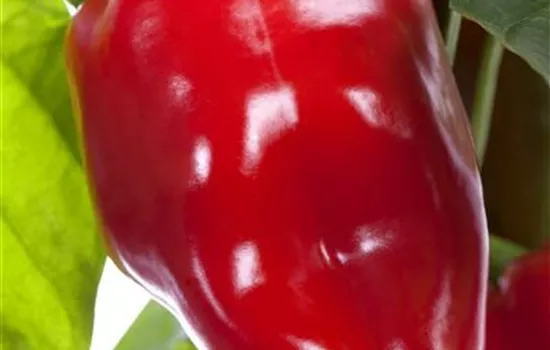 Capsicum annuum Capsicum annuum