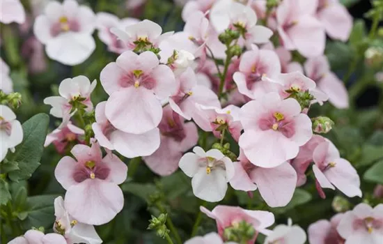 Diascia Diascia