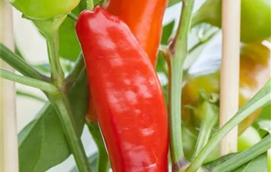 Capsicum annuum Pick & Joy® Capsicum annuum Pick & Joy®