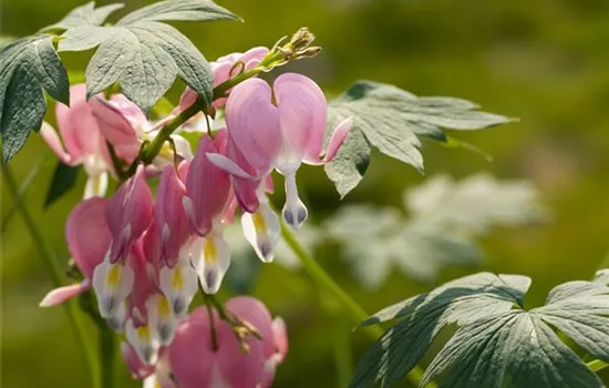 Dicentra spectabilis Dicentra spectabilis