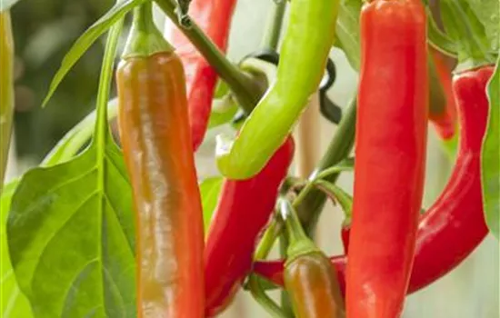 Capsicum annuum Pick a Hot® Capsicum annuum Pick a Hot®