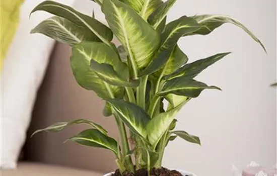 Dieffenbachia maculata Dieffenbachia maculata