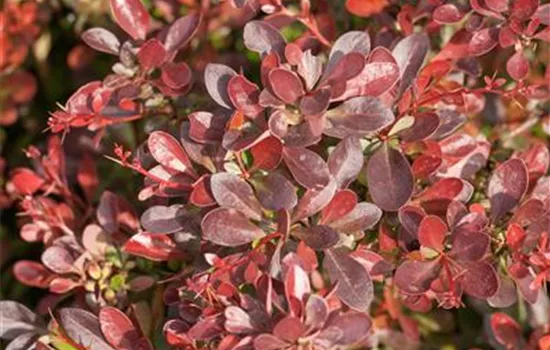 Berberis thunbergii 'Atropurpurea Nana' Berberis thunbergii 'Atropurpurea Nana'