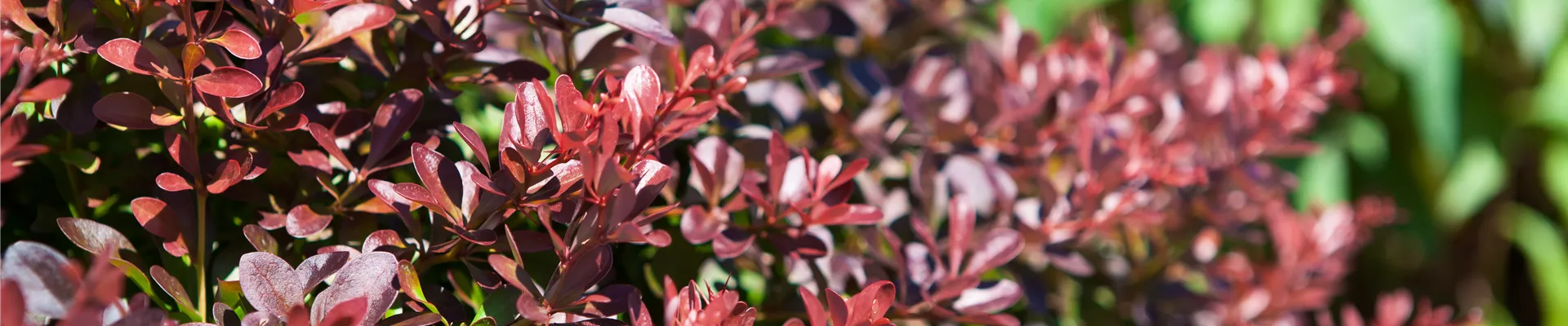 Berberis Berberis
