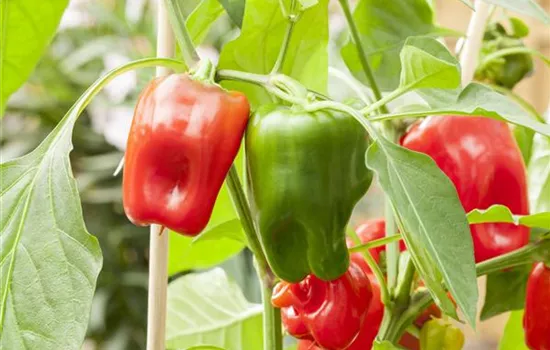 Capsicum annuum 'Pick a Pep'® Capsicum annuum 'Pick a Pep'®