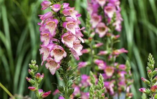 Digitalis purpurea Digitalis purpurea