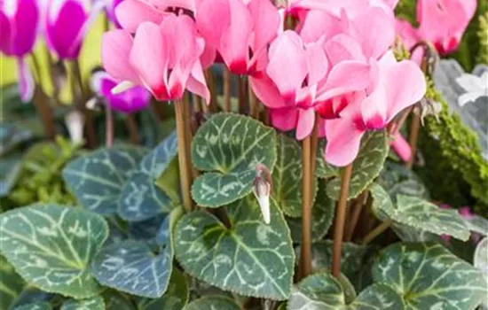 Cyclamen persicum 'Out-Land' Cyclamen persicum 'Out-Land'