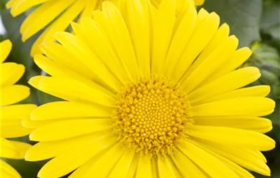 Doronicum orientale Doronicum orientale