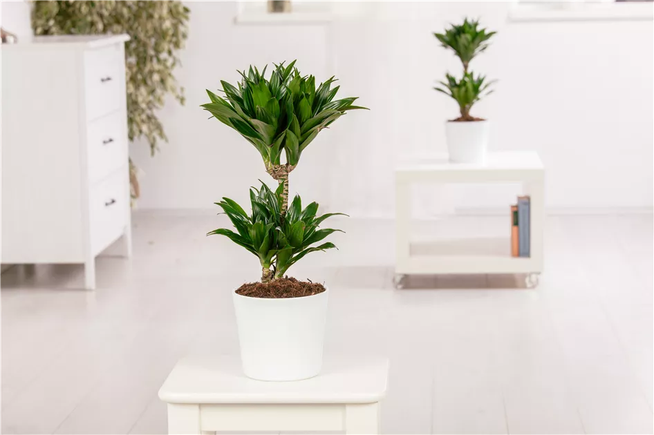 dracena warneckii Dracaena Warneckii 10