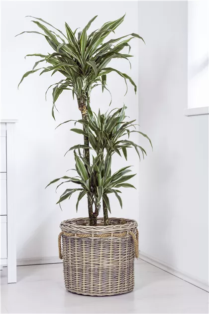 Dracaena fragrans
