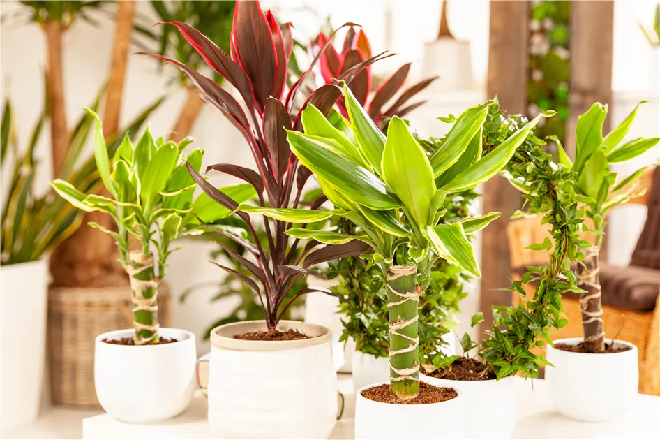 Dracaena fragrans