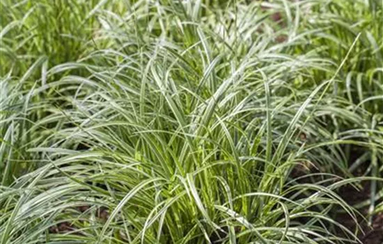 Carex morrowii Carex morrowii