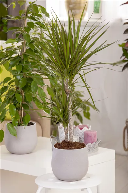 Dracaena marginata