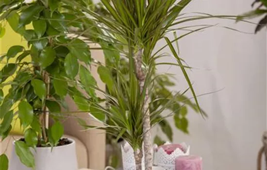 Dracaena marginata Dracaena marginata