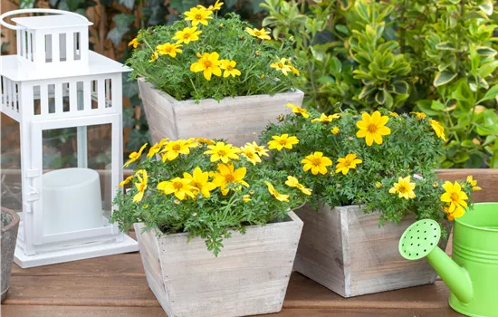 Bidens ferulifolia Bidens ferulifolia