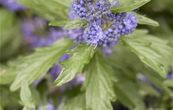 Caryopteris clandonensis Caryopteris clandonensis