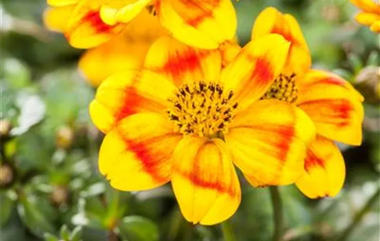 Bidens ferulifolia 'BeeDance'® Bidens ferulifolia 'BeeDance'®