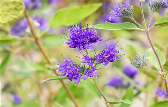 Caryopteris clandonensis 'Heavenly Blue' Caryopteris clandonensis 'Heavenly Blue'