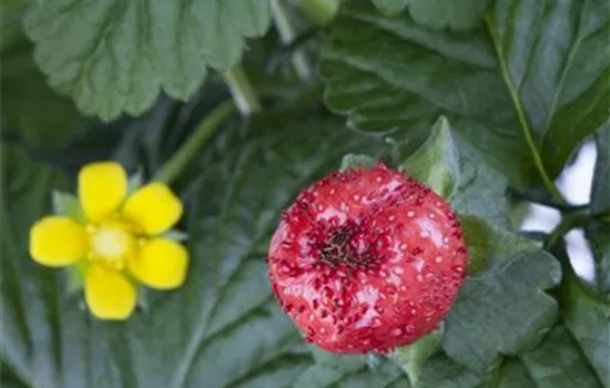 Duchesnea indica Duchesnea indica