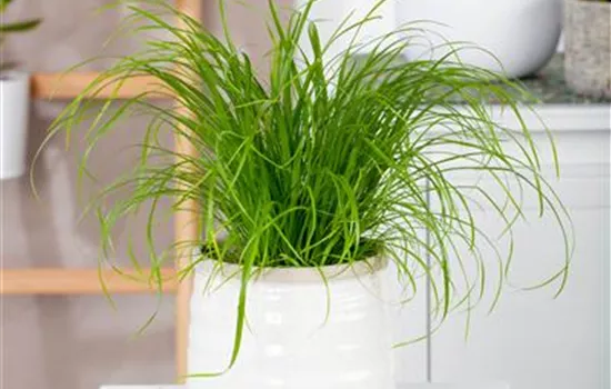 Cyperus zumula Cyperus zumula