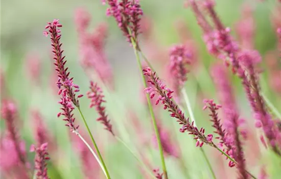 Bistorta amplexicaulis Bistorta amplexicaulis