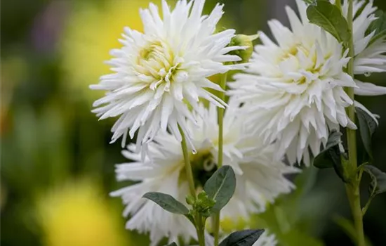 Dahlia Cactus Dahlia Cactus