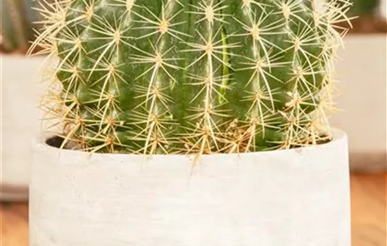 Echinocactus grusonii Echinocactus grusonii