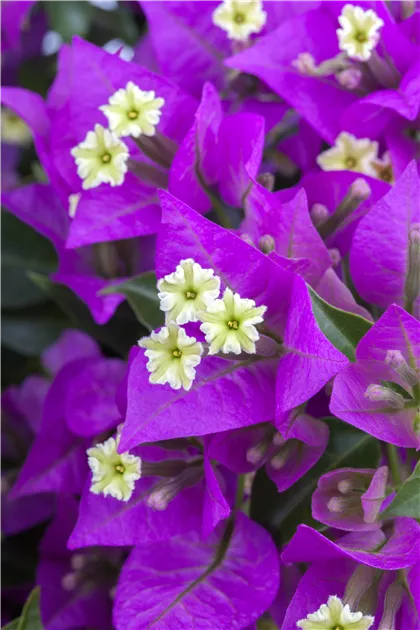 Bougainvillea