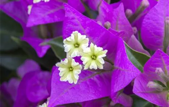 Bougainvillea Bougainvillea