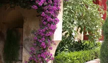 Bougainvillea